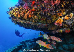 Fesdoo atoll.Maldives. il fungo
Nikon D200, 12-24 zoom, ... by Marchione Giacomo 